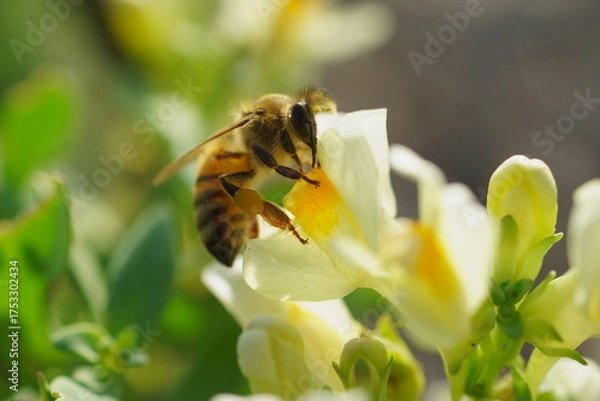 Obraz ウンランの蜜を吸うミツバチ