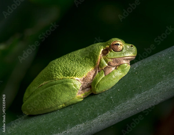 Fototapeta Green tree frog resting peacefully on a leaf in sunlight