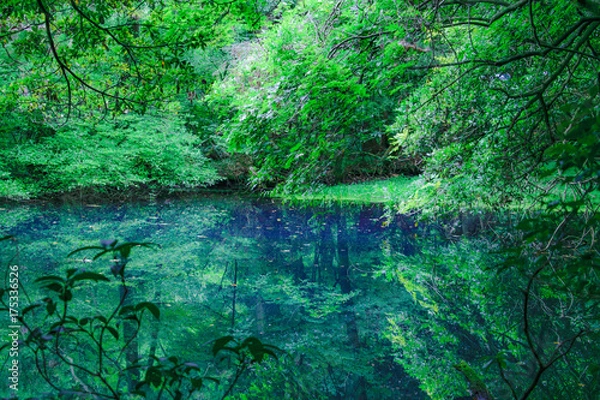 Fototapeta 丸池様