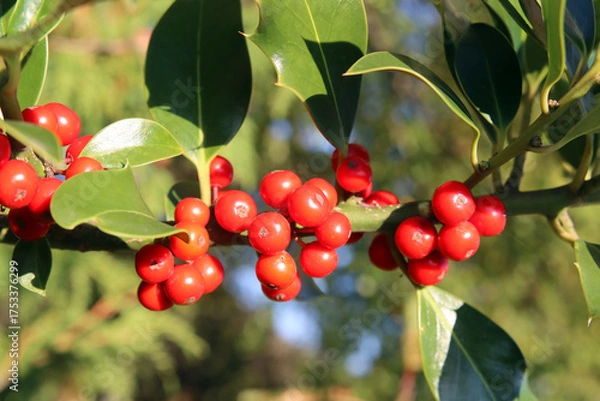 Obraz Stechpalme mit roten Beeren