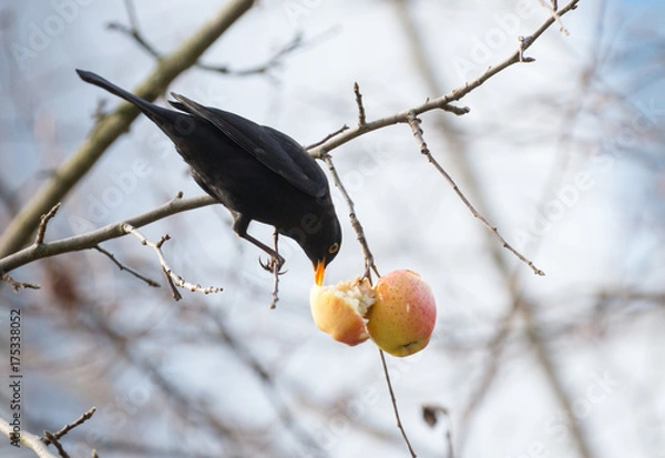 Obraz Amsel frisst ihr Winterfutter