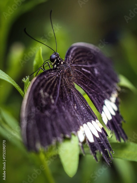 Obraz A beautiful Papilio polytes resting on a leaf