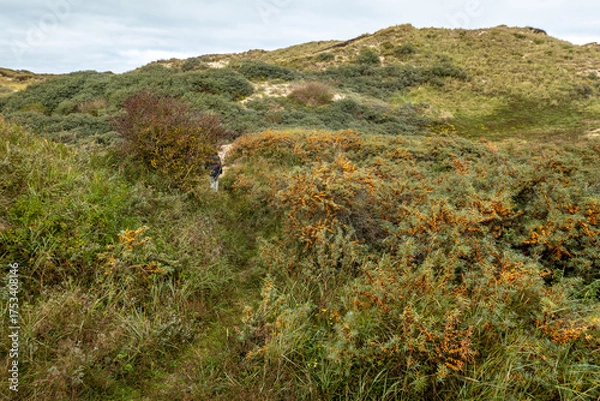 Fototapeta View on coastal sand dunes of the Netherlands on a cloudy day in autumn 