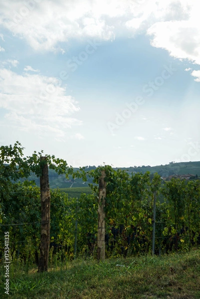 Obraz Grapes and vineyards