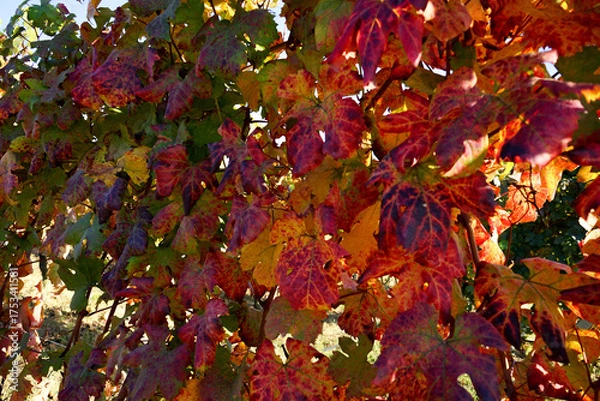 Obraz Langhe vine leaves