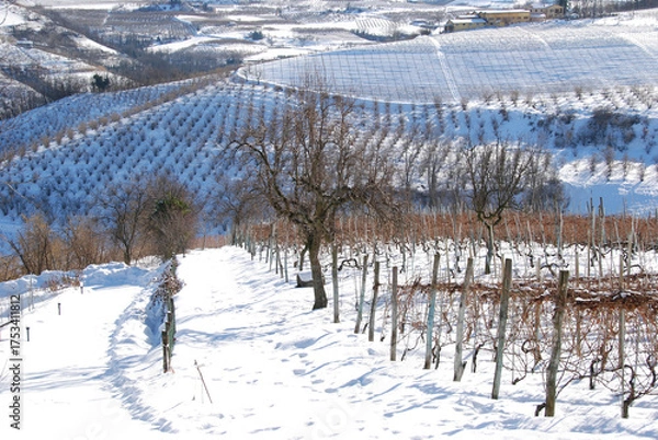 Fototapeta Vineyard Langhe with snow
