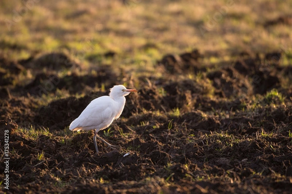 Obraz Cattle egret
