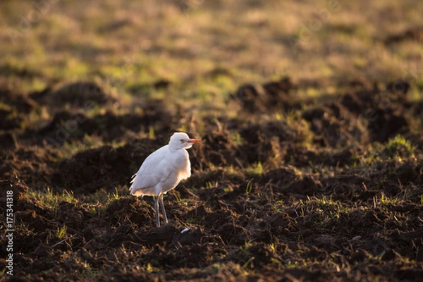 Obraz Cattle egret