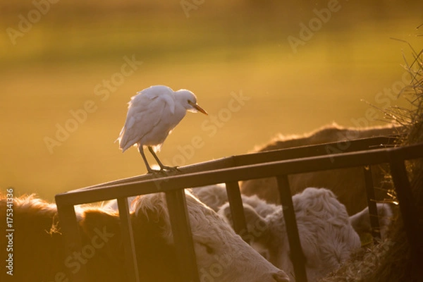 Obraz Cattle egret
