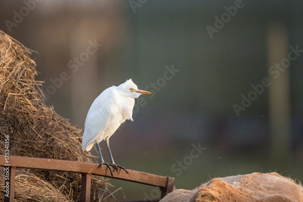 Obraz Cattle egret
