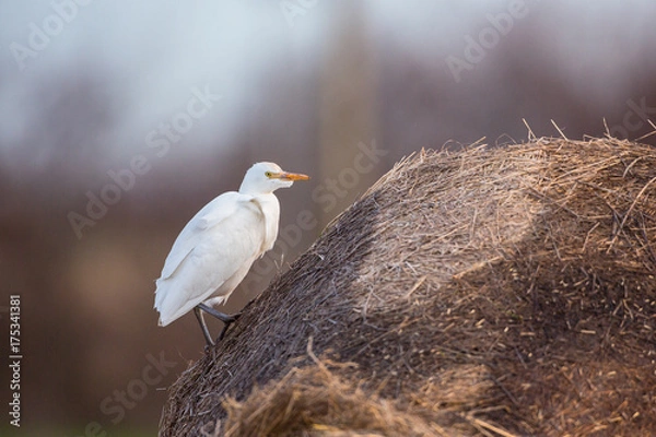 Obraz Cattle egret