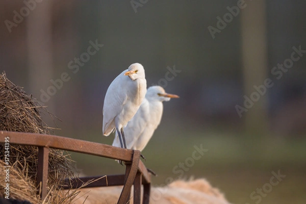 Obraz Cattle egret