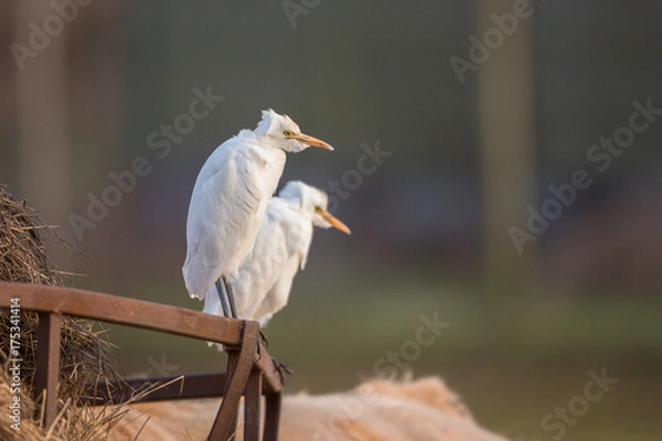 Obraz Cattle egret