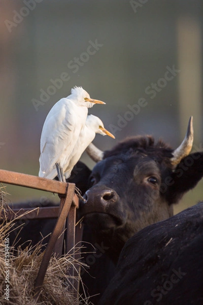 Obraz Czapla bydlęca