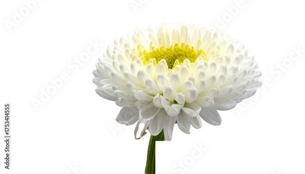 Fototapeta Two floral variations featuring bright pink daisies isolated on transparent background