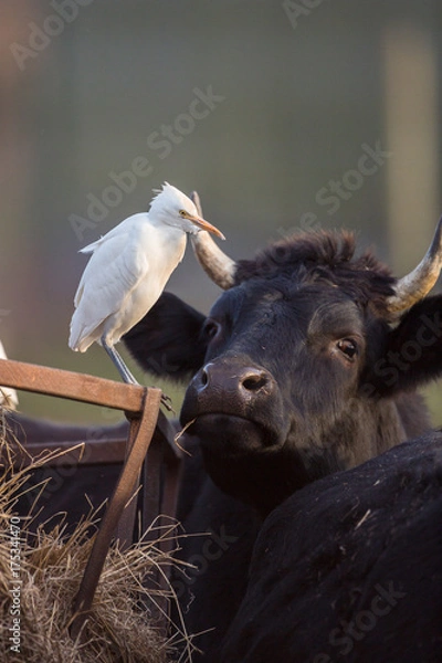 Obraz Cattle egret