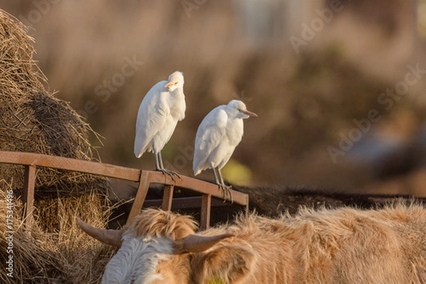 Obraz Cattle egret