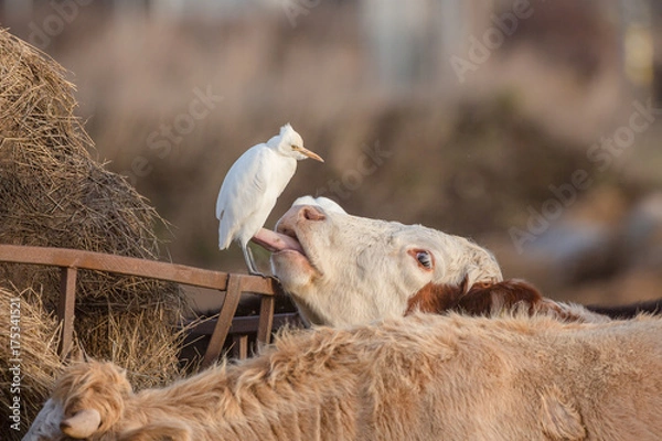Obraz Cattle egret