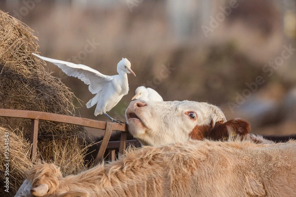 Obraz Cattle egret