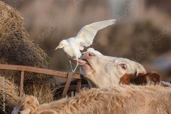 Obraz Cattle egret