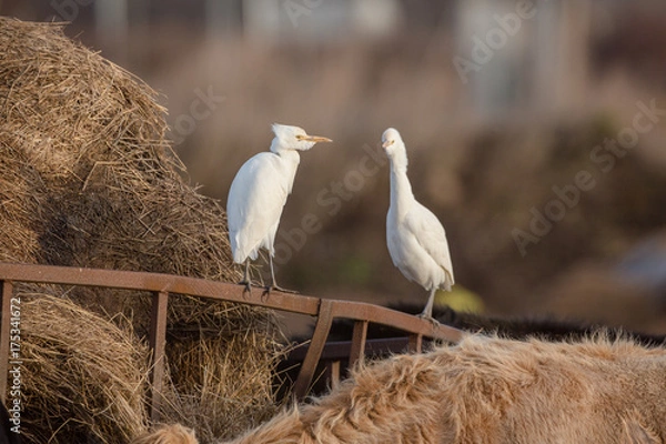 Obraz Cattle egret