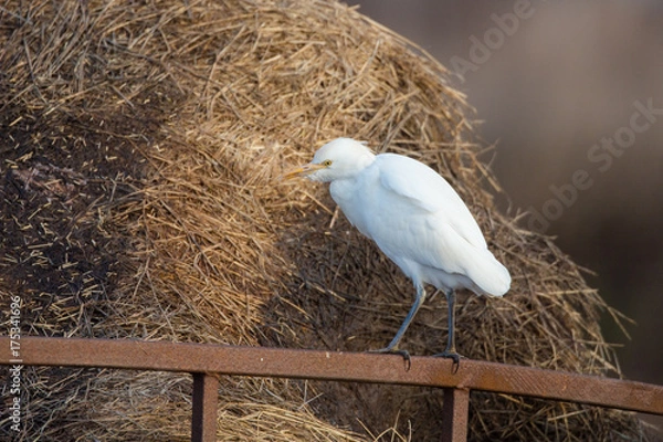 Obraz Cattle egret