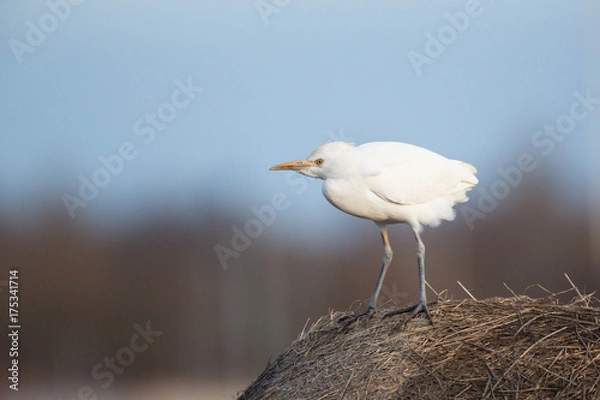 Obraz Cattle egret