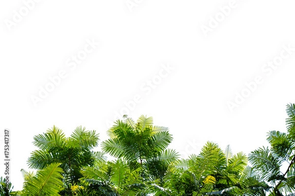Fototapeta Green Tree Branch Canopy with Fresh Leaves Transparent PNG for Nature and Eco Design