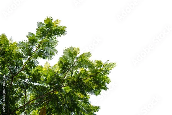 Fototapeta Green Tree Branch Canopy with Fresh Leaves Transparent PNG for Nature and Eco Design