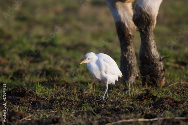 Obraz Cattle egret