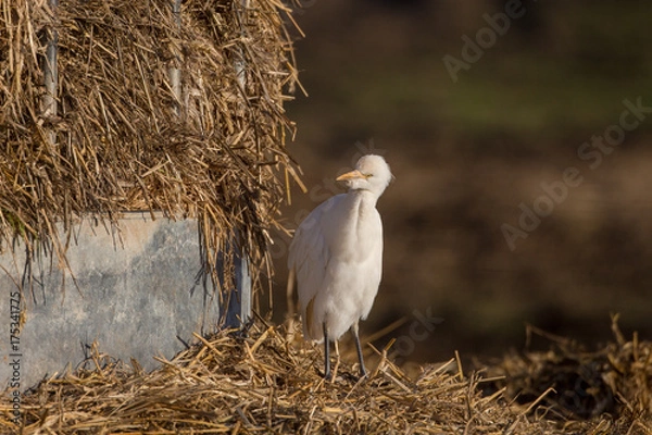 Obraz Cattle egret