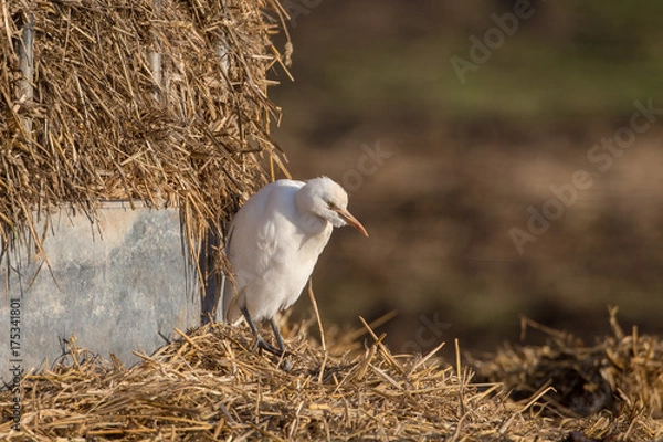 Obraz Cattle egret