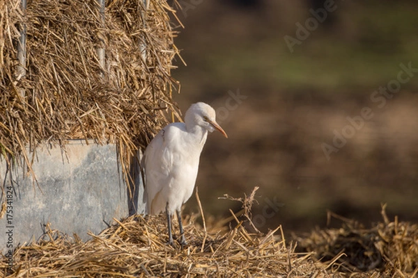 Obraz Cattle egret