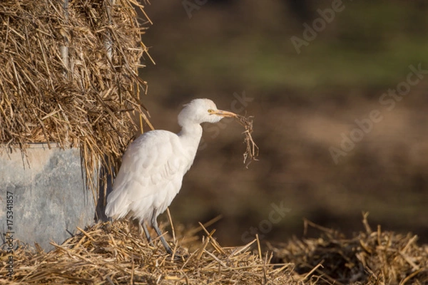 Obraz Cattle egret