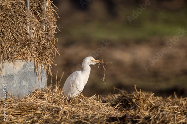 Obraz Cattle egret