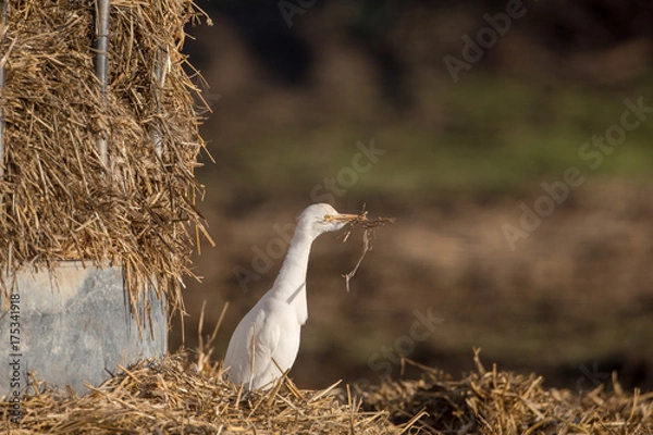 Obraz Cattle egret