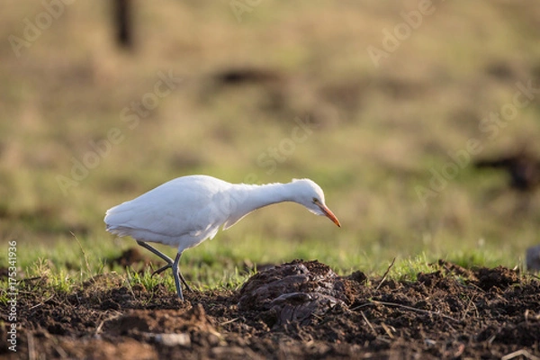 Obraz Cattle egret