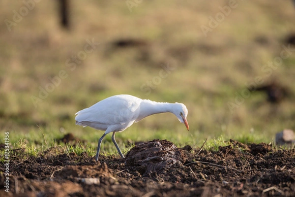 Obraz Cattle egret