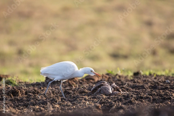 Obraz Cattle egret