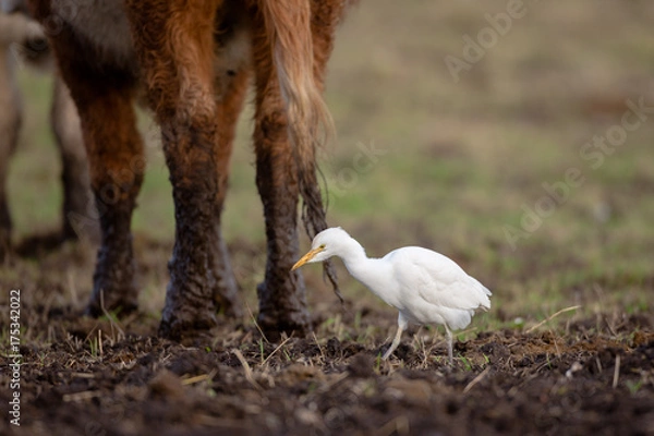Obraz Cattle egret