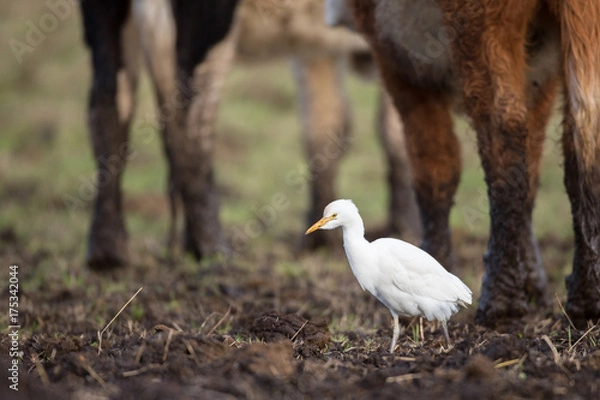 Obraz Cattle egret