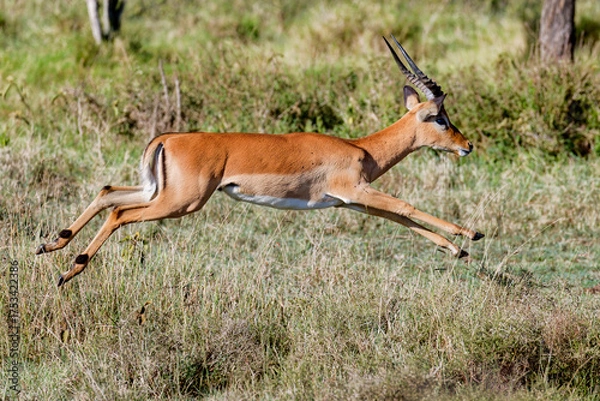 Fototapeta Impala jumping