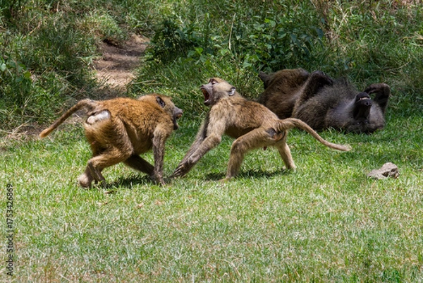 Fototapeta baboons fighting