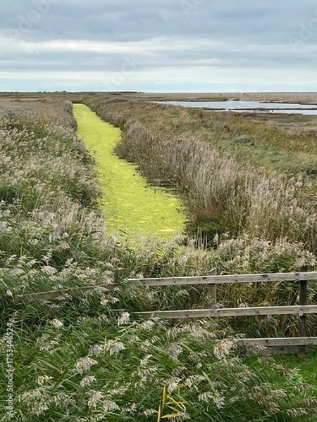 Obraz Beautiful landscape of nature reserve marshland with grasses fencing and algae colour water rivelet streams conservation coast area for wildlife in Cley Norfolk uk with grey Autumn sky walk to beach