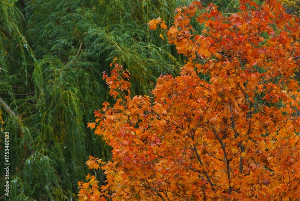Obraz orange and green leaves