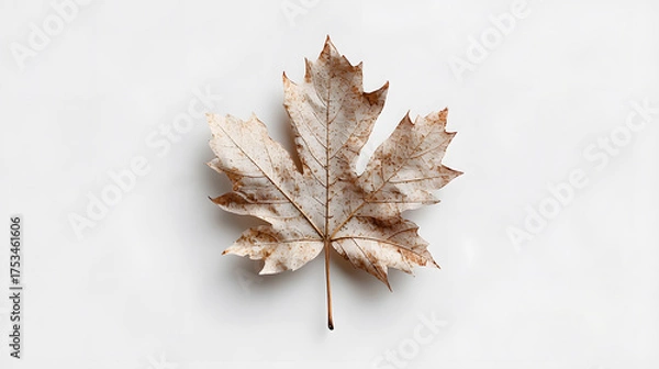 Fototapeta a single dried maple leaf placed on a clean white background
