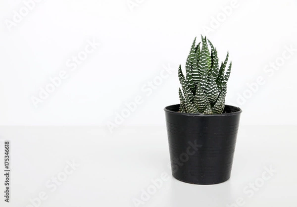 Fototapeta Green cactus In the pot,copy space.