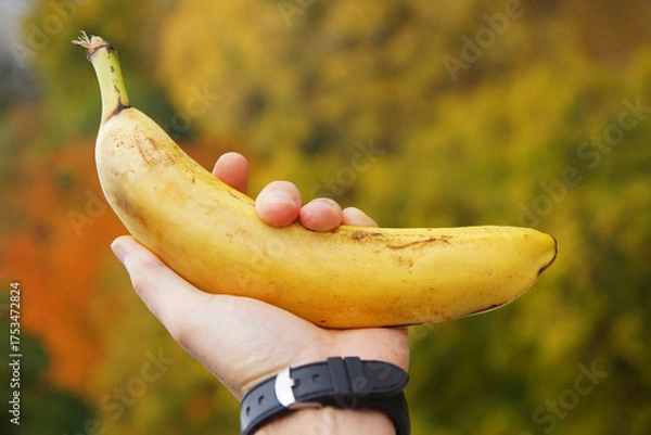 Obraz hand holding banana