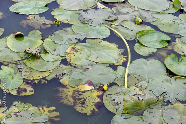 Obraz Water lily leaves on the surface of the water. Horizontal shot.
