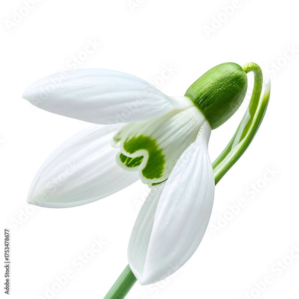 Fototapeta A close-up of a delicate snowdrop flower with white petals and a green stem, isolated